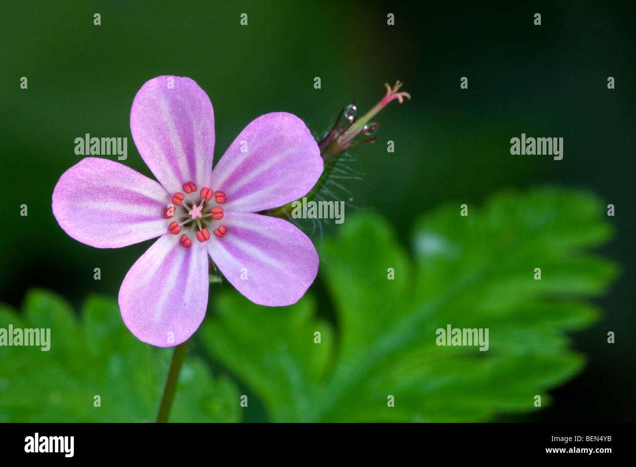 Herb Robert (Geranium Robertianum) blühen im Frühling im Wald Stockfoto