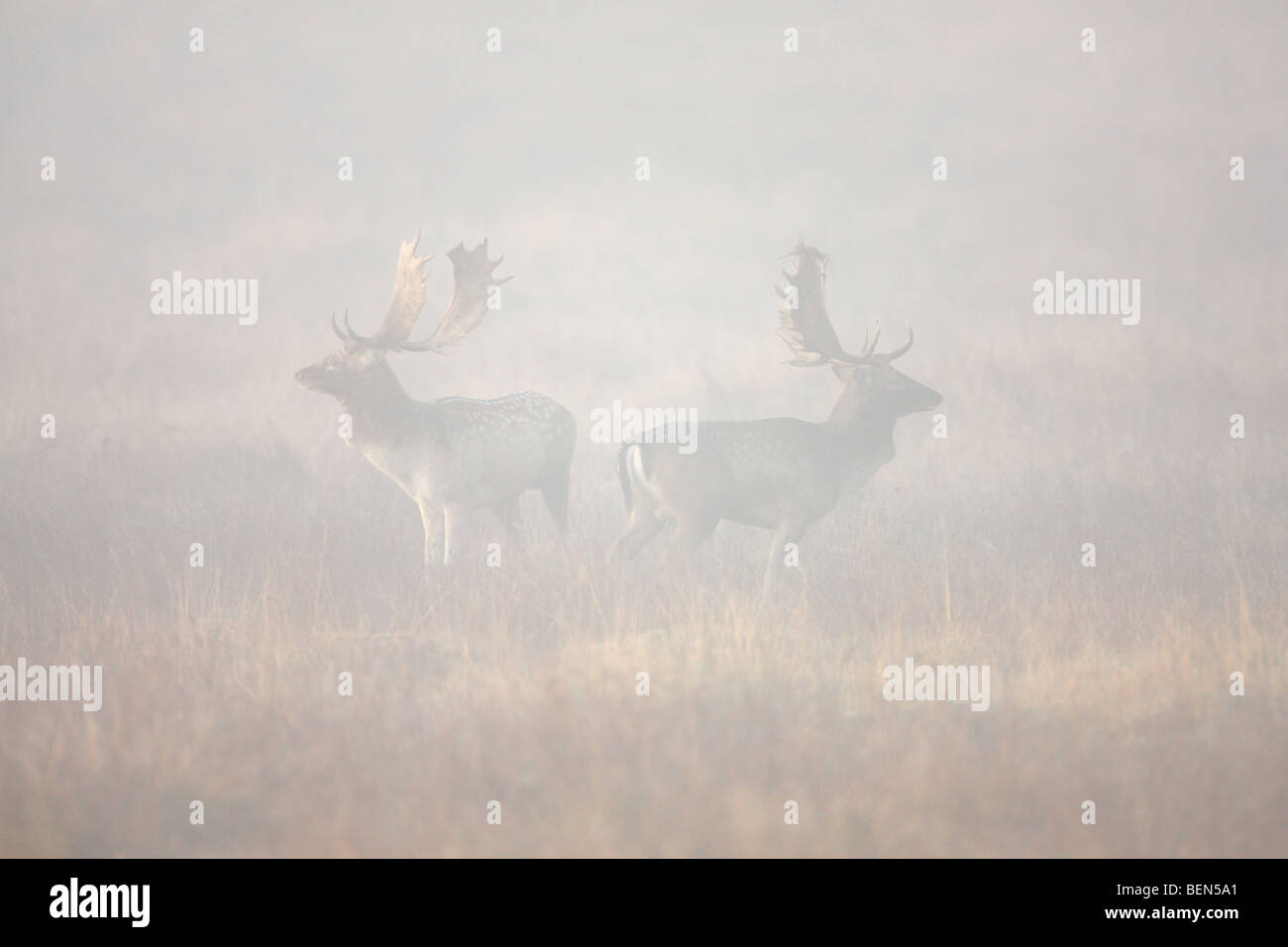 Damhirsch Dama Dama Böcke im Nebel Stockfoto