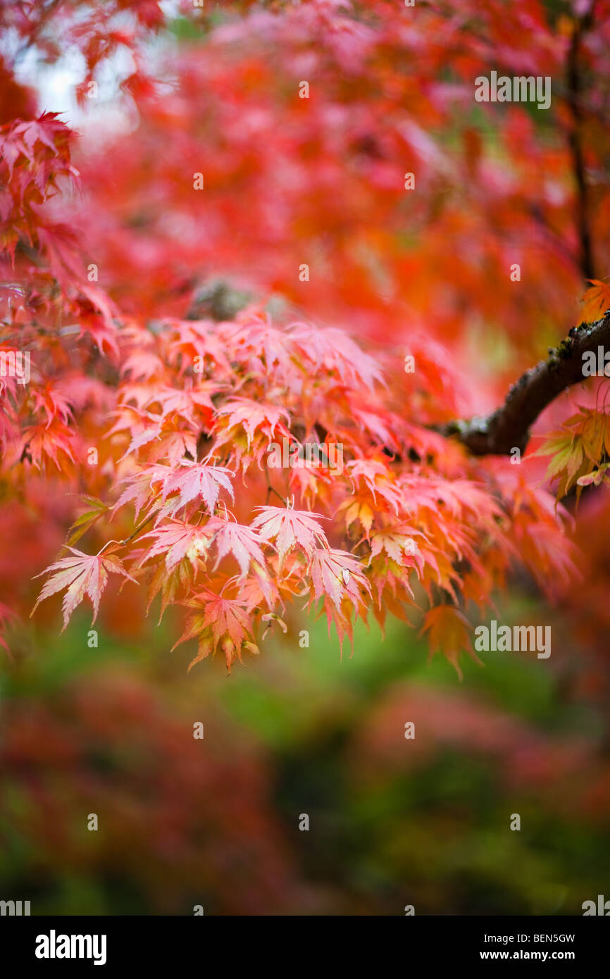 Amberbaum herbst Fotos und Bildmaterial in hoher Auflösung Alamy