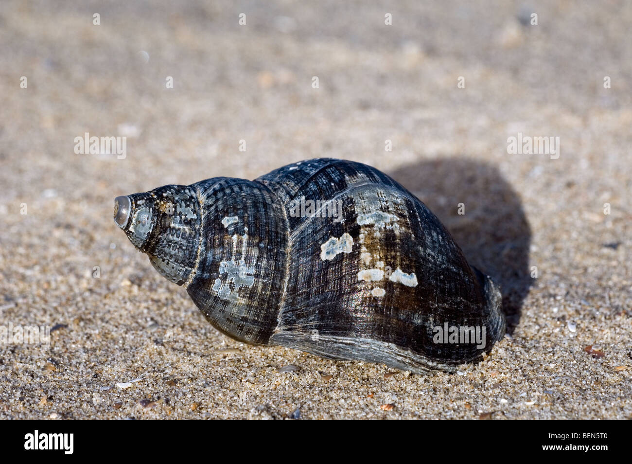 Gemeinsamen Wellhornschnecke Schale (Buccinum Undatum) am Strand, Belgien Stockfoto