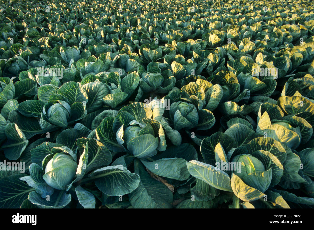 Feld mit Reihen von Weißkohl (Brassica Oleracea Convar. Capitata var. Alba), Belgien Stockfoto