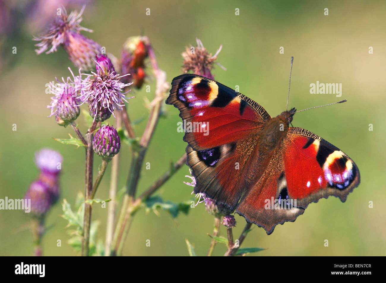 Tagpfauenauge (Inachis Io), Belgien Stockfoto