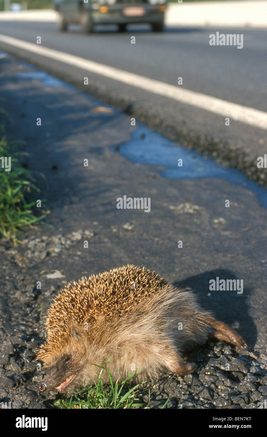 Tot Europäische Igel (Erinaceus Europaeus) Roadkill liegend an viel befahrenen Straße, Belgien Stockfoto
