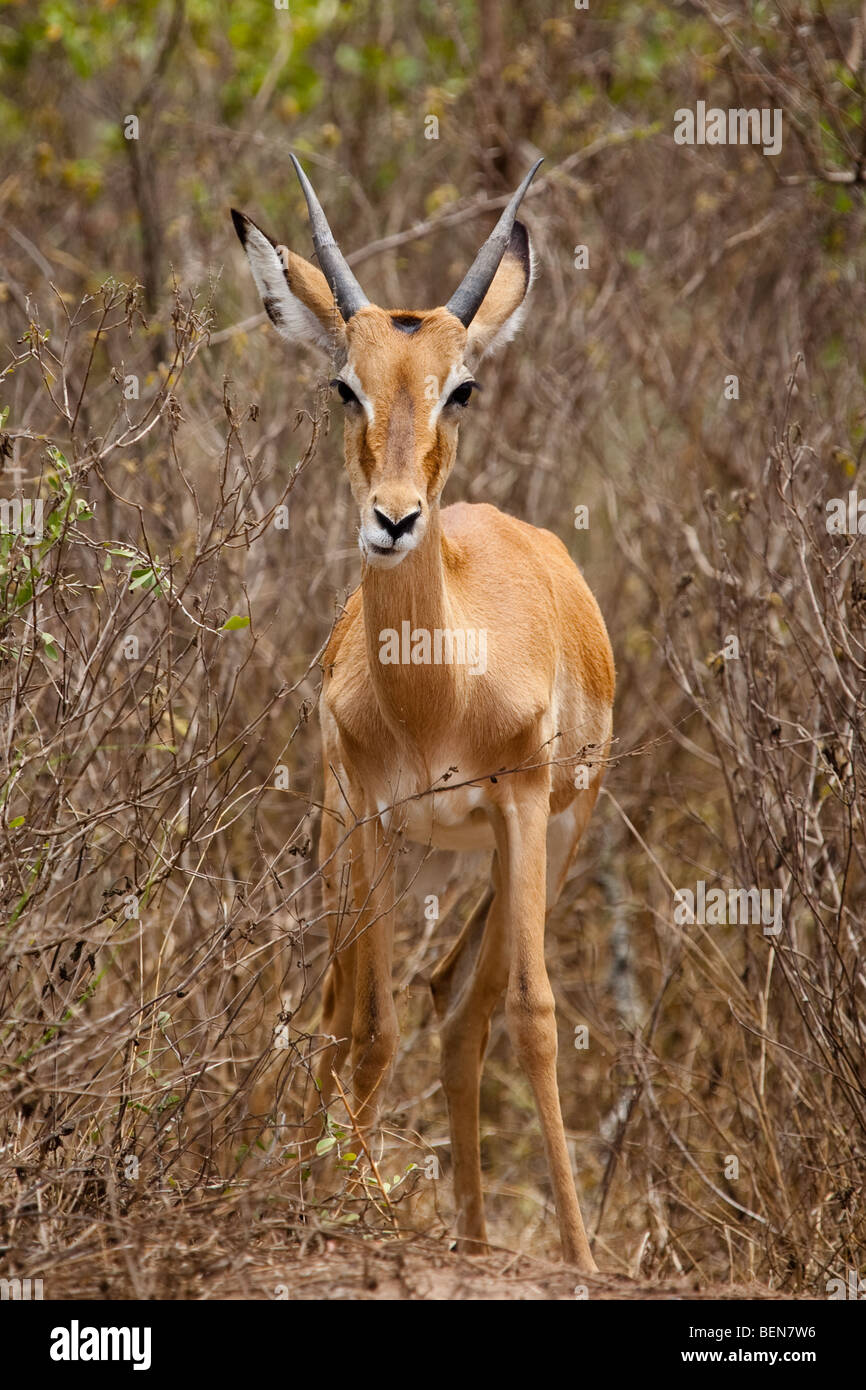 Junge Impala an Lake Mburo National Park, Uganda Stockfoto