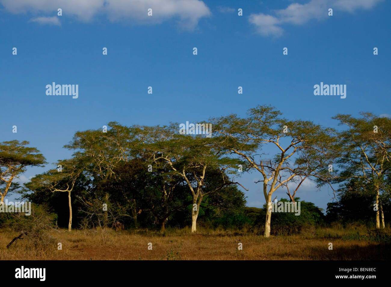 Fieber-Bäume (Acacia Xanthophloea). Mai 2009, Winter. uMkhuze Game Reserve, Kwazulu-Natal, Südafrika. Stockfoto