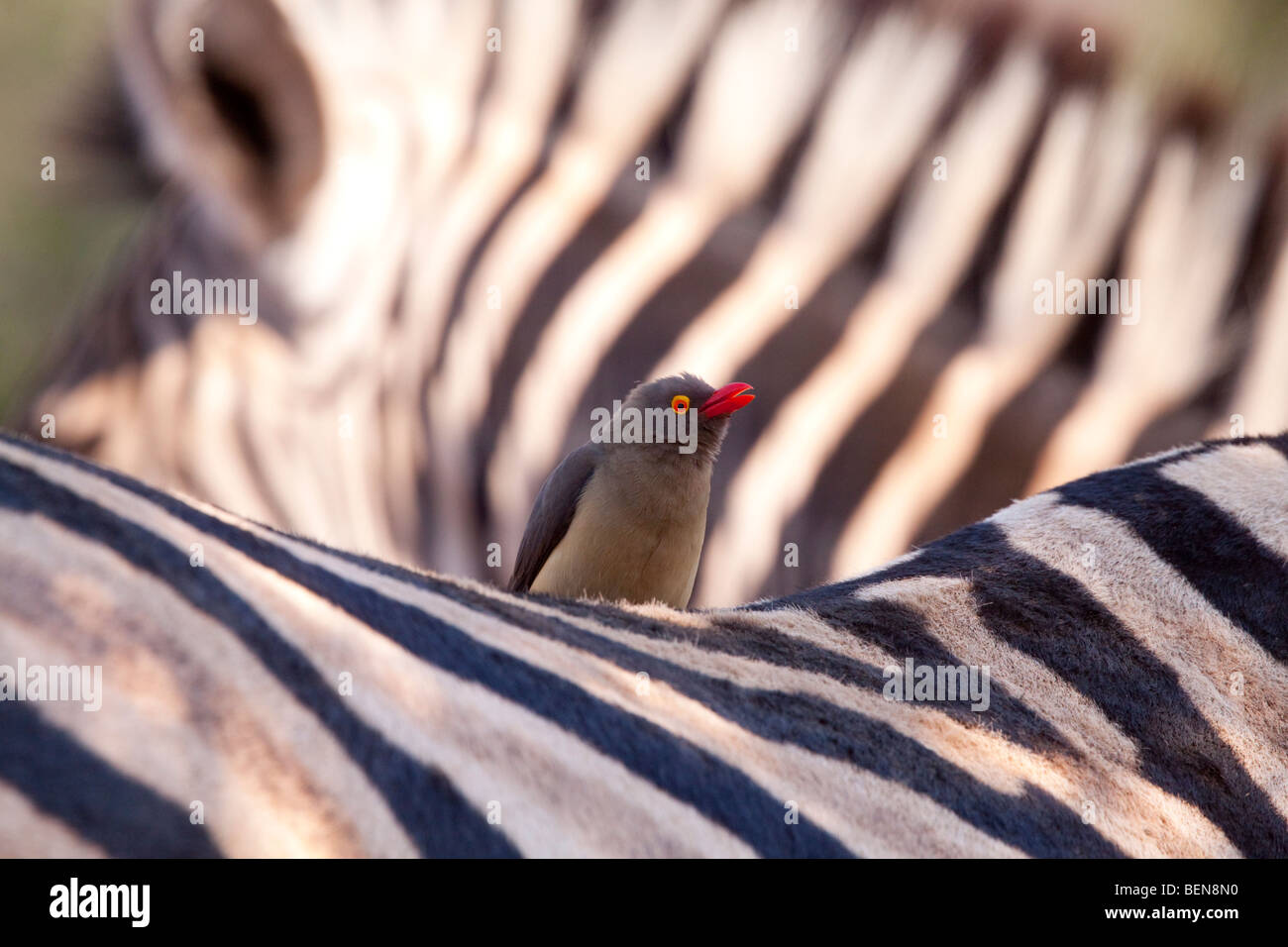Ebenen Zebra (Equus Quagga) mit rot-billed Oxpecker (Buphagus Erythrorhynchus). Stockfoto
