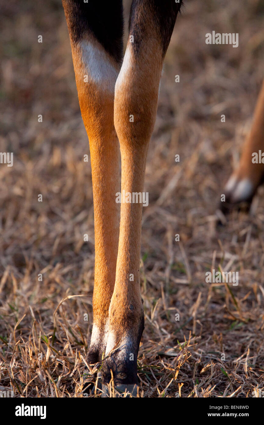 Nyala Bein Detail. (Tragelaphus Angasii). Nyala-Männchen sind auch auch Nick namens gelben Socken. Stockfoto