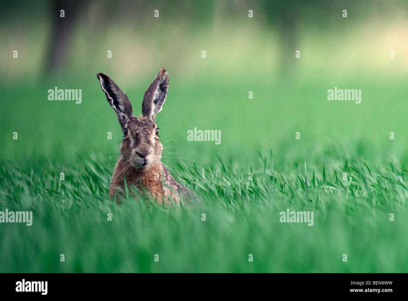 Europäische / braune Hasen (Lepus Europaeus) in Wiese, Belgien Stockfoto