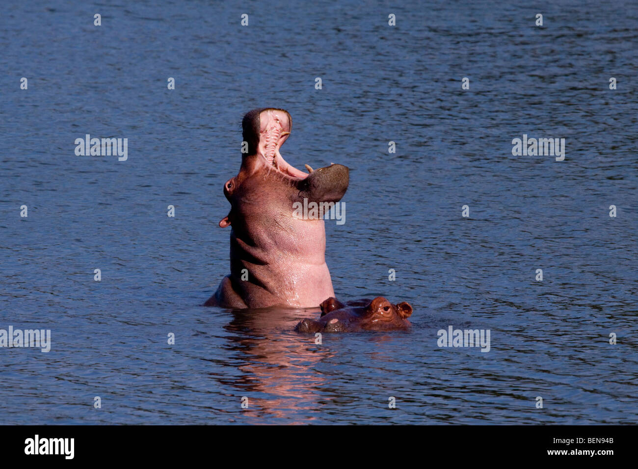 Gähnen Flusspferd (Hippopotamus Amphibius) anzeigen Nyamithi Pan. Mai, Winter 2009. Ndumo Game Reserve, Kwazulu-Natal, Südafrika. Stockfoto