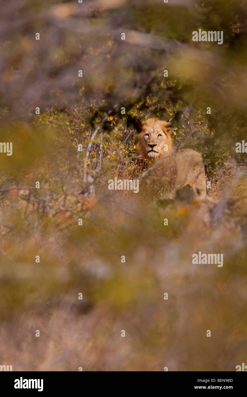 Löwe (Panthera Leo) männlich. Alert Löwen nach einer engen Begegnung zu Fuß, spähen durch den dichten Busch. Stockfoto