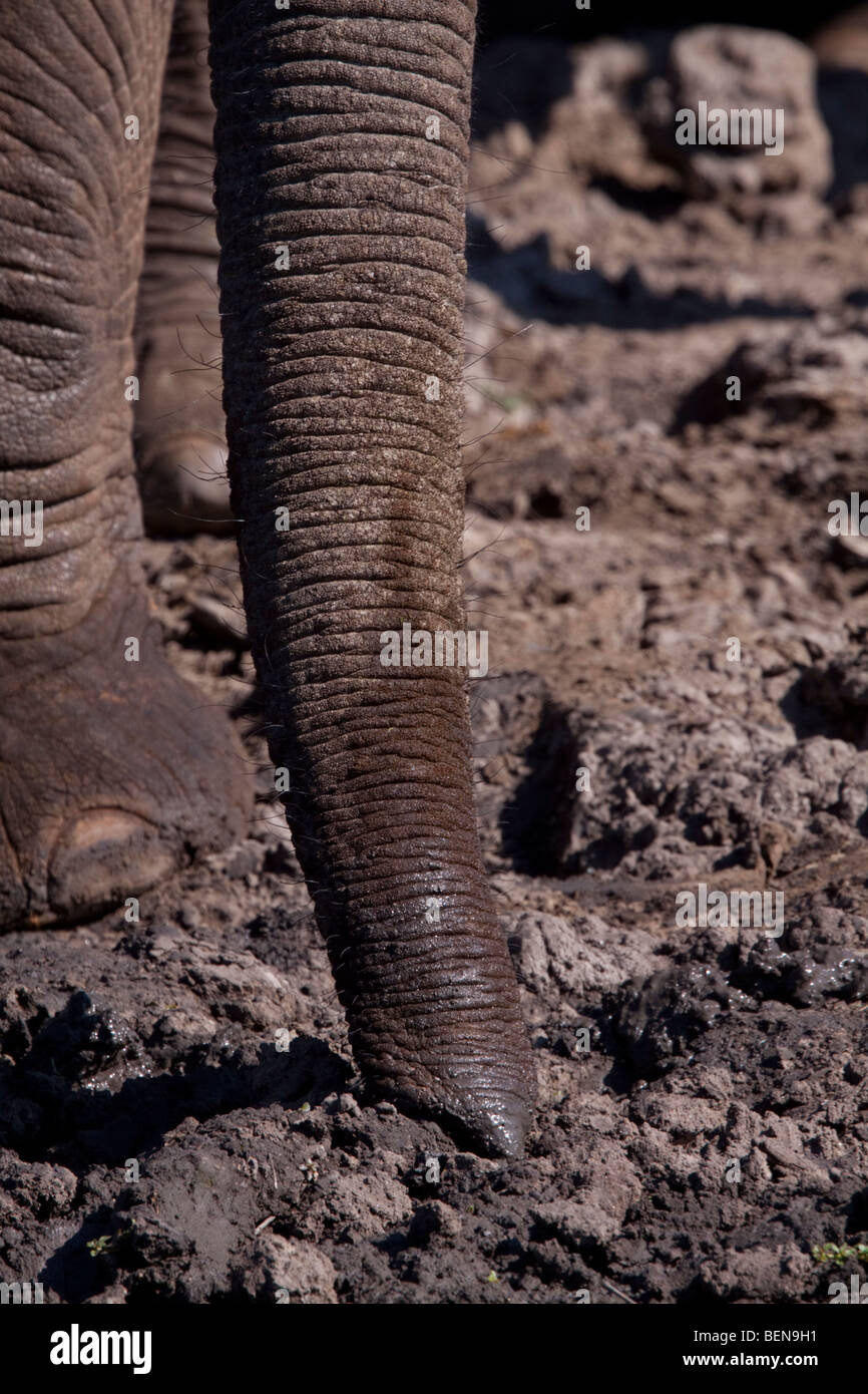 Afrikanischer Elefant (Loxodonta Africana). Stamm-Detail. Balule, Greater Kruger National Park, Limpopo, Südafrika Stockfoto