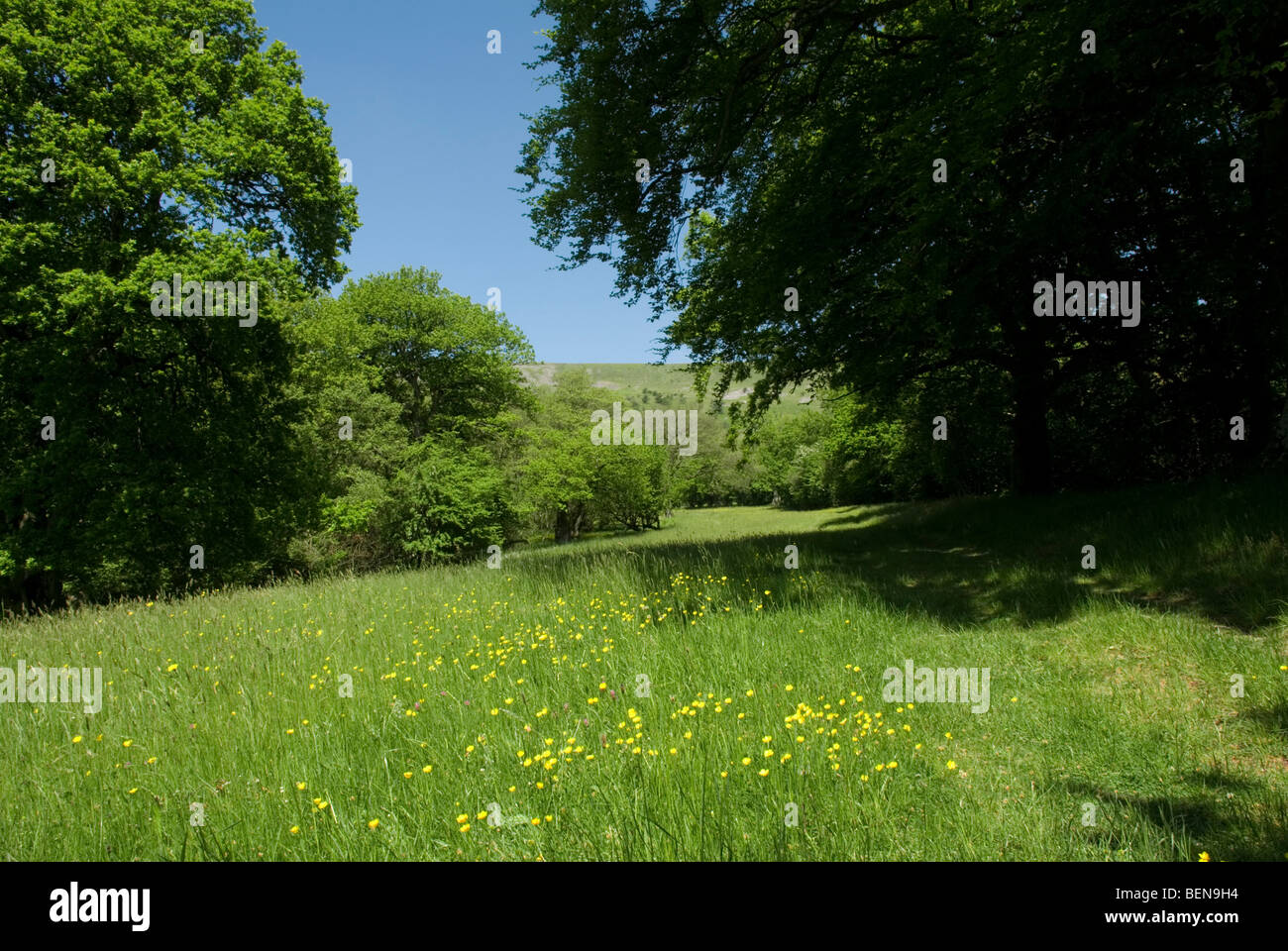 Wiese in den Black Mountains, Wales Stockfoto