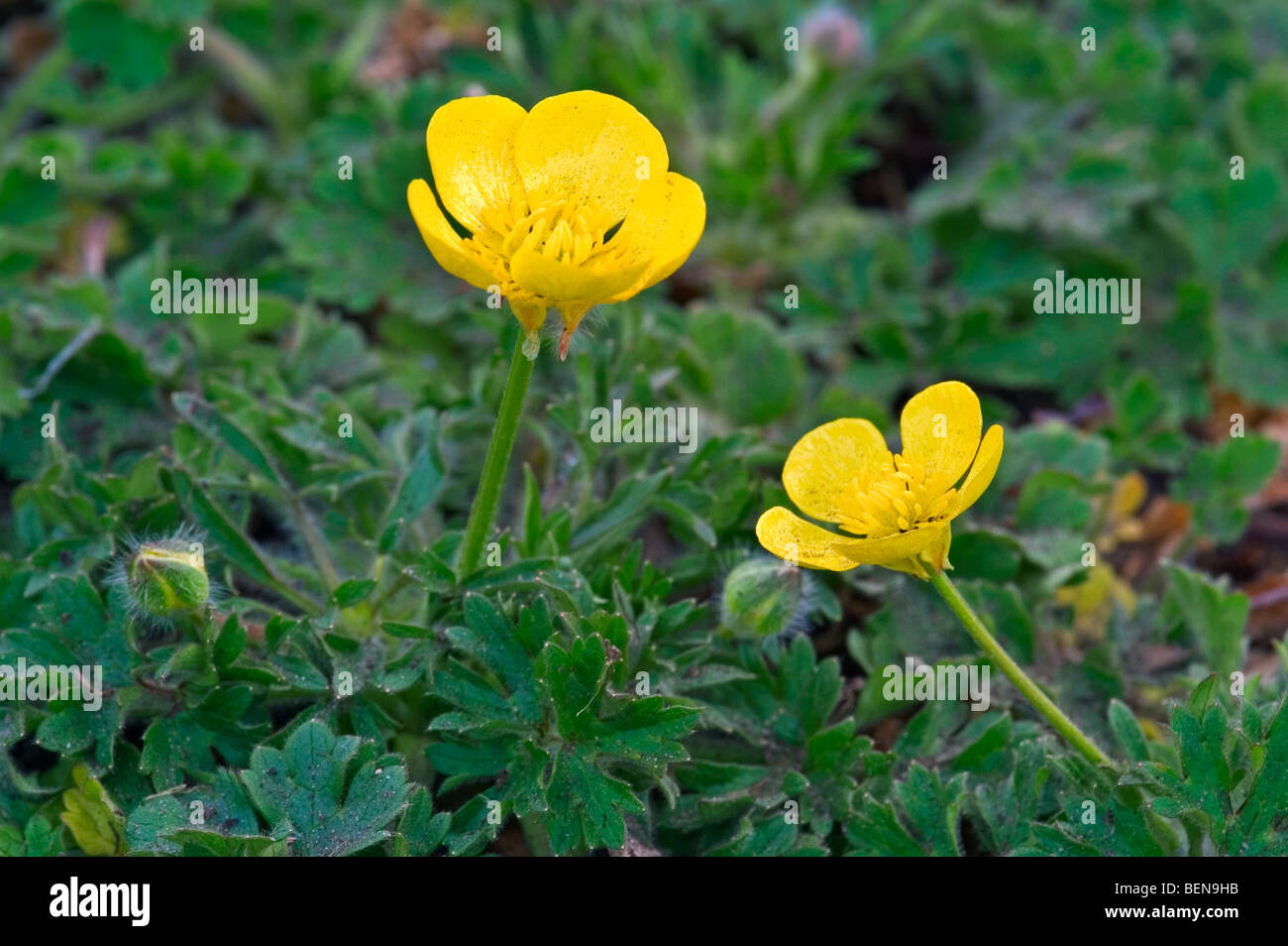 Knolligen Hahnenfuß / Saint Anthony Rübe (Ranunculus Bulbosus) blühen im Grünland Stockfoto