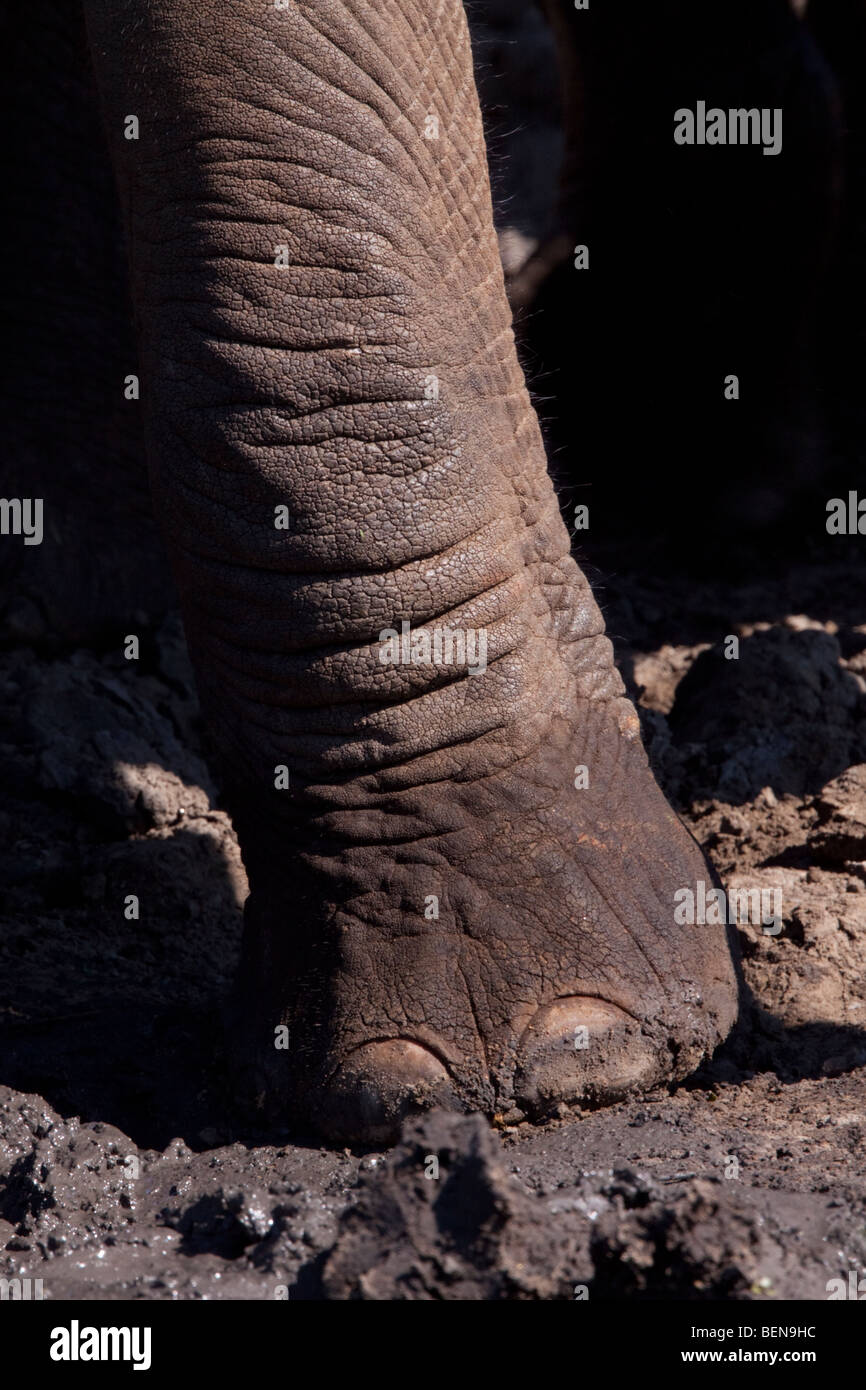 Afrikanischer Elefant (Loxodonta Africana). Füße und Zehen Detail. Stockfoto