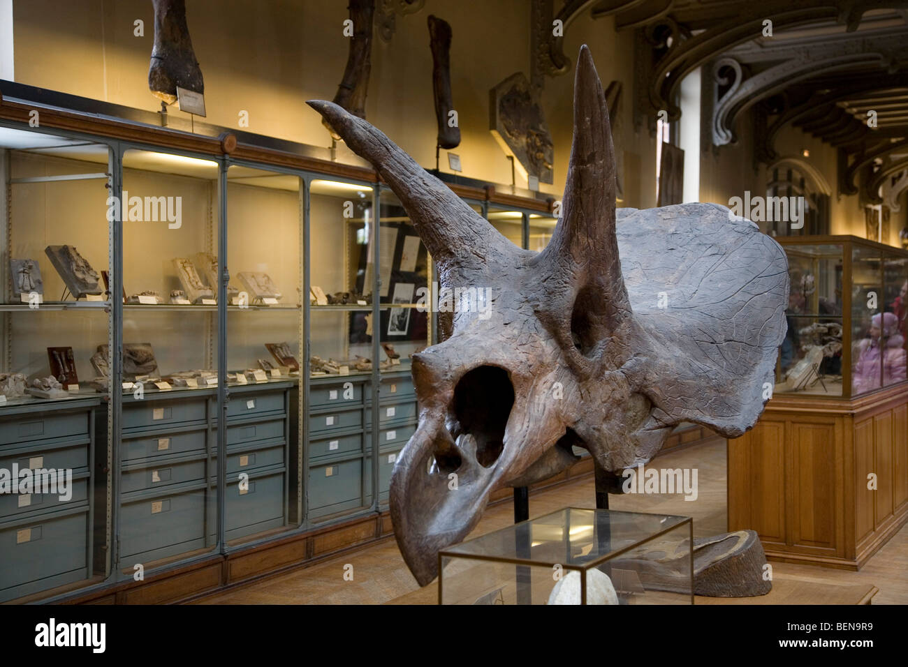 Triceratops Schädel in der Galerie der Paläontologie und vergleichende Anatomie im Natural History Museum in Paris, Frankreich Stockfoto