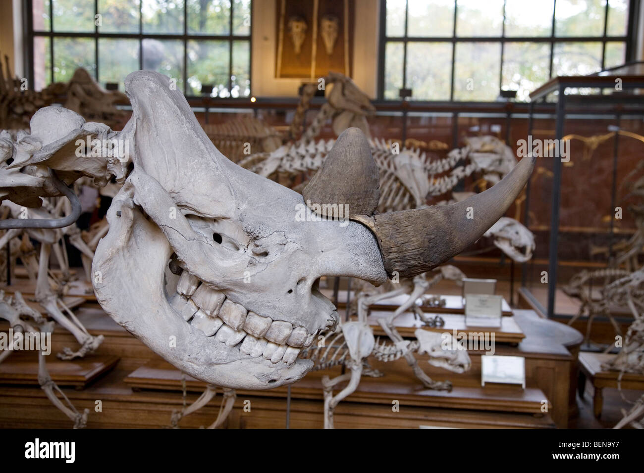Galerie der Paläontologie und vergleichende Anatomie an das Natural
