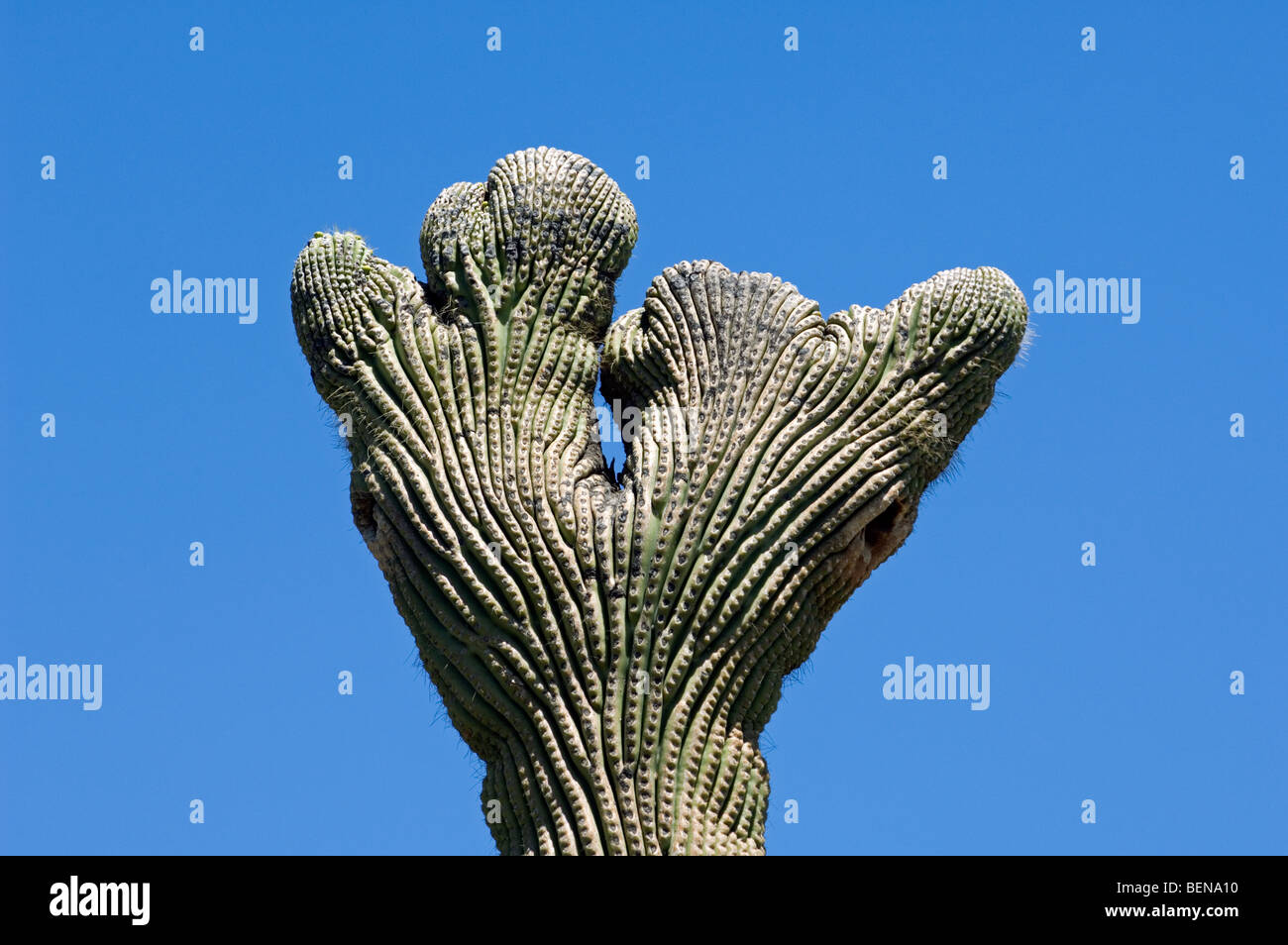 Crested Saguaro Kaktus (Carnegiea Gigantea) in der Sonora-Wüste, Organ Pipe Cactus National Monument, Arizona, USA Stockfoto