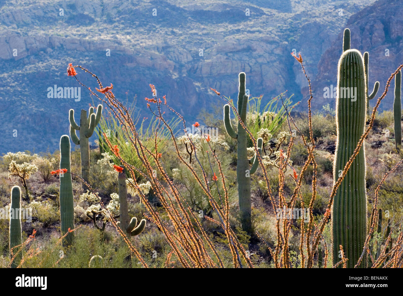 Ocotillo (Fouquieria Splendens) und Saguaro-Kaktus im Frühjahr, Organ Pipe Cactus National Monument, Sonora-Wüste, Arizona, USA Stockfoto