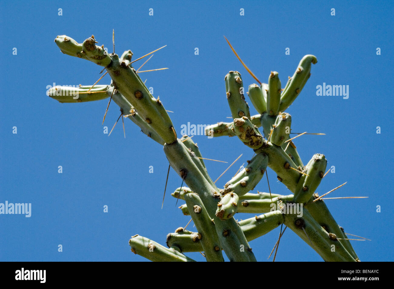 Bleistift Cholla (Cylindropuntia Arbuscula / Opuntia Arbuscula) in der Sonora-Wüste, Saguaro National Park, Arizona, USA Stockfoto