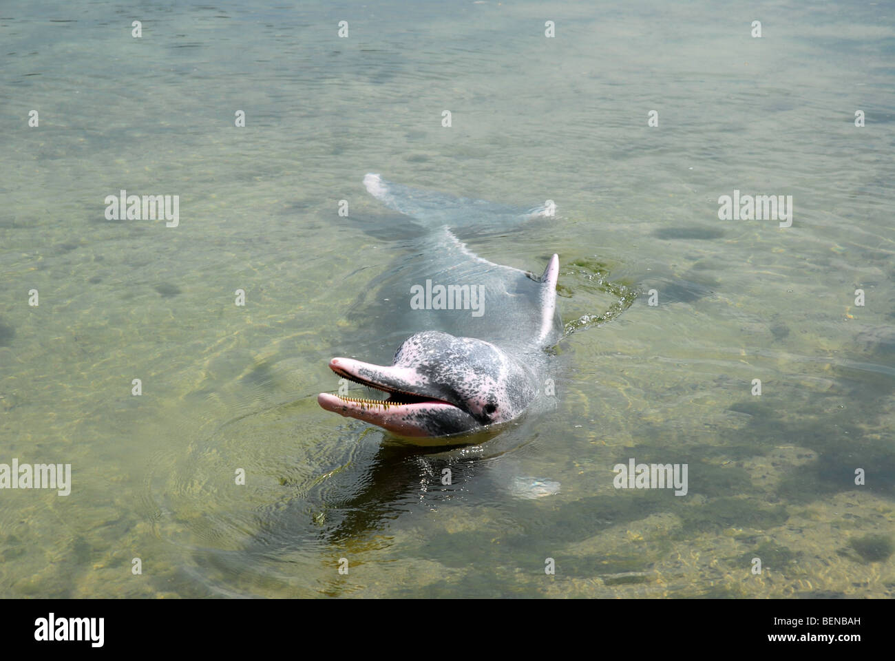 Indo-pazifischen Buckelwal Delphin oder rosa Delfin, Delphin-Lagune, Sentosa Island, Singapur Stockfoto