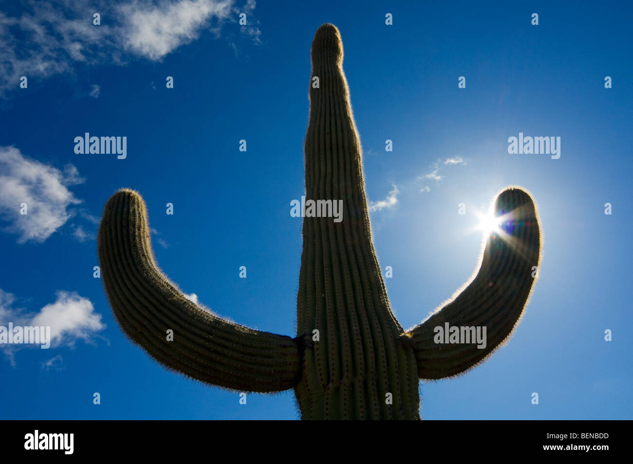 Saguaro-Kaktus (Carnegiea Gigantea) in der Sonora-Wüste Silhouette gegen Sonne, Organ Pipe Cactus National Monument, Arizona Stockfoto
