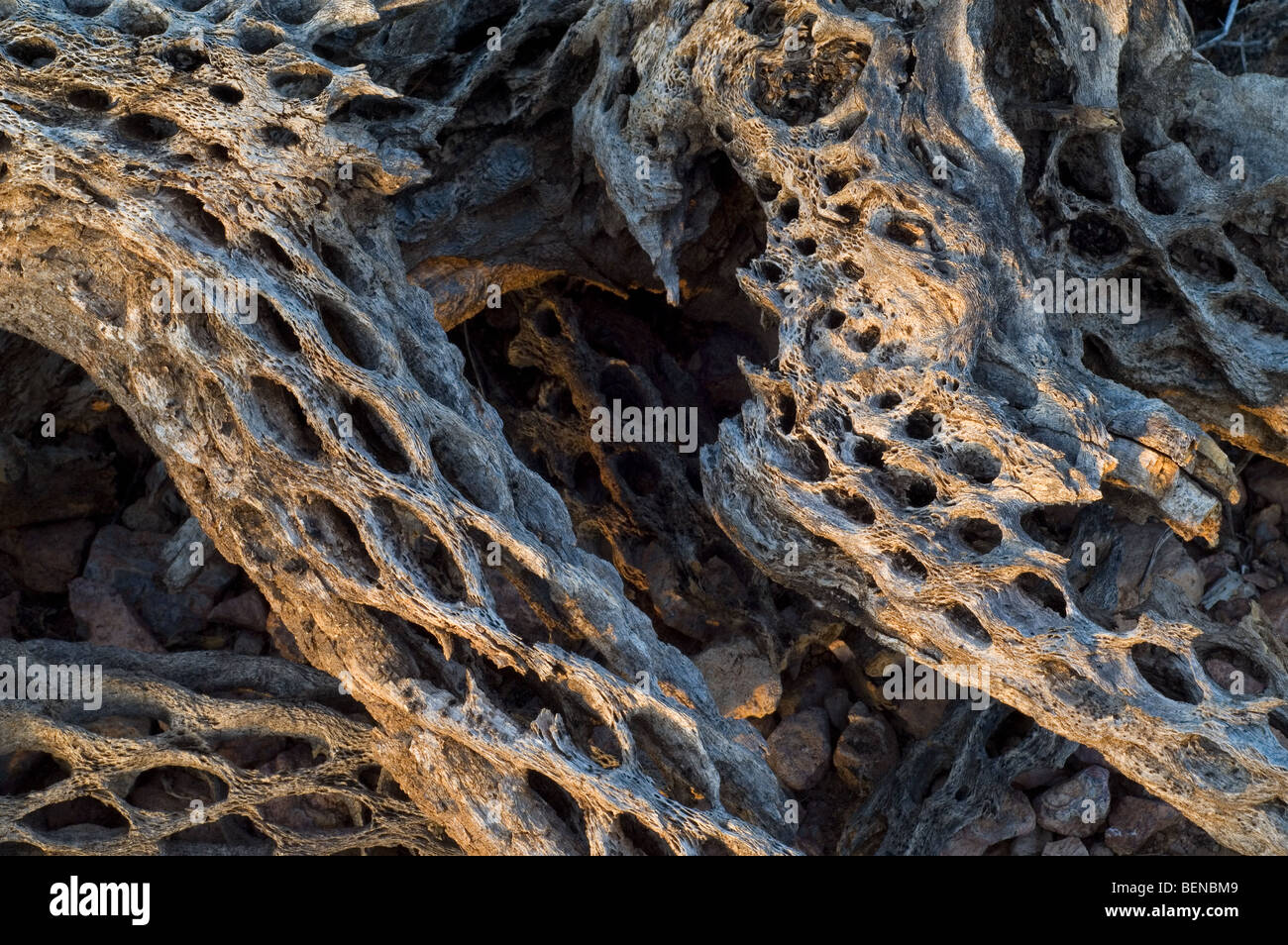 Kaktus skelett -Fotos und -Bildmaterial in hoher Auflsung  Alamy