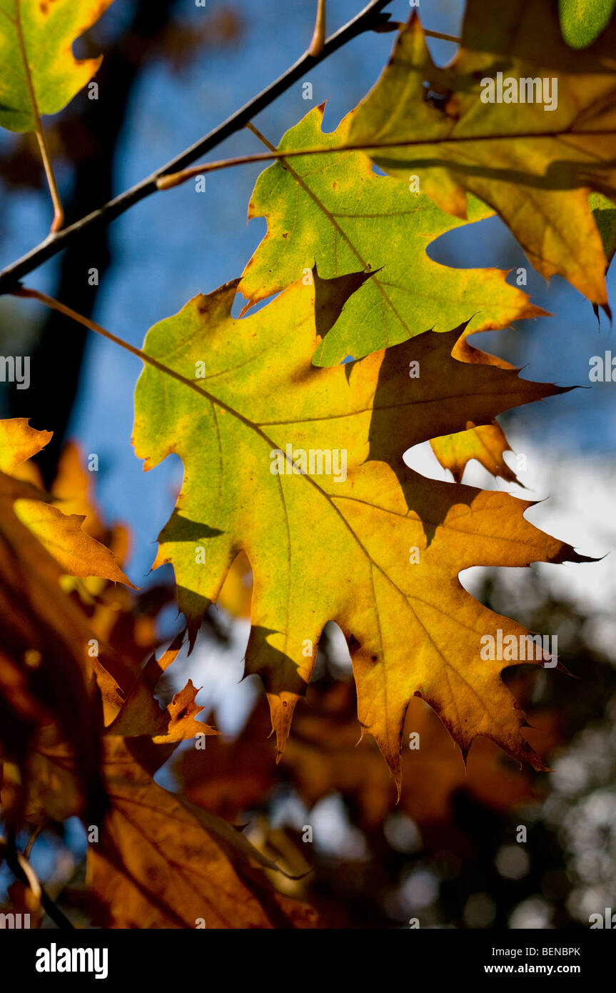 Detail der Blätter im Herbst Stockfoto