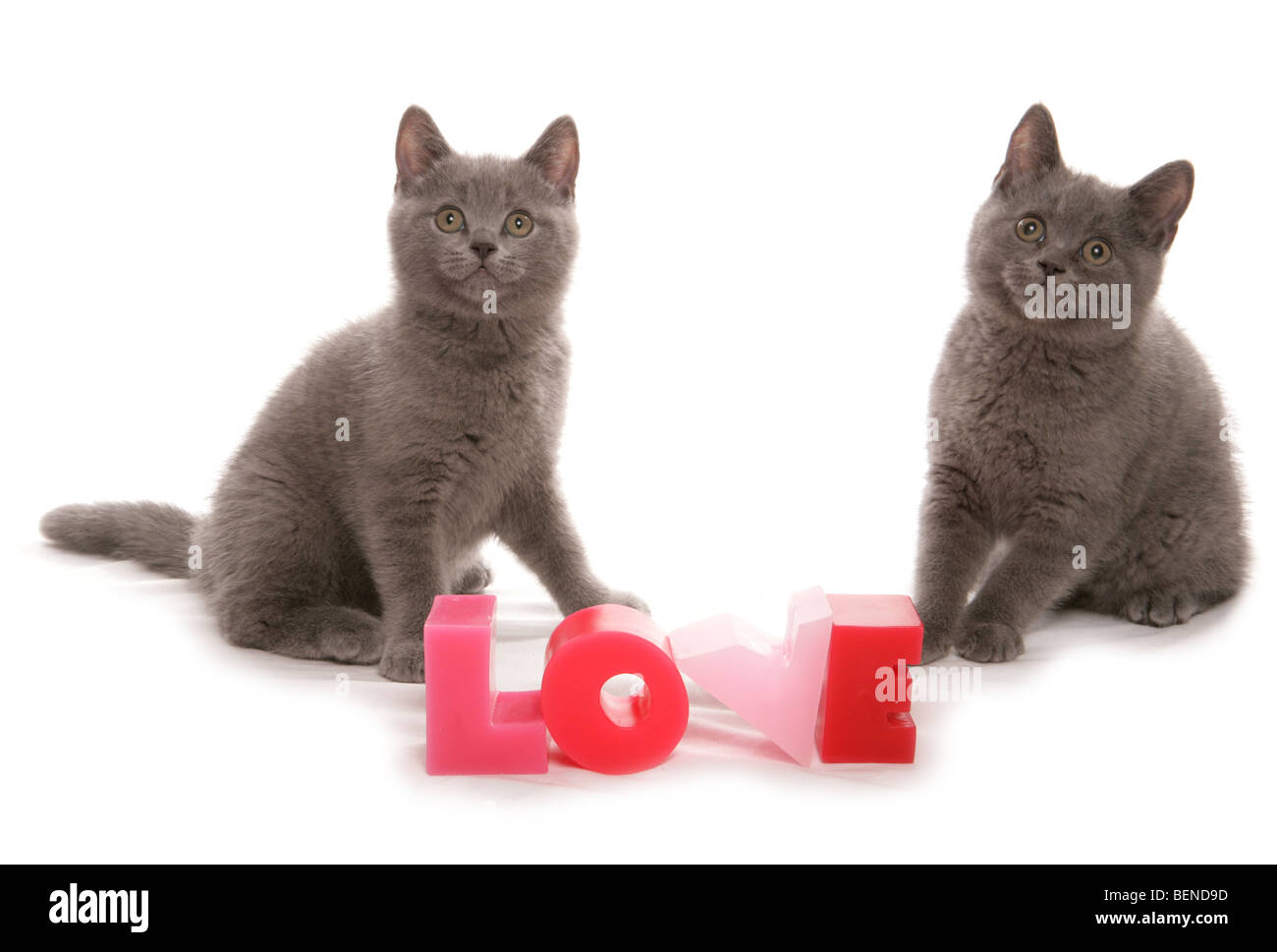 Britisch Kurzhaar blue Valentines Kätzchen Studioportrait Stockfoto