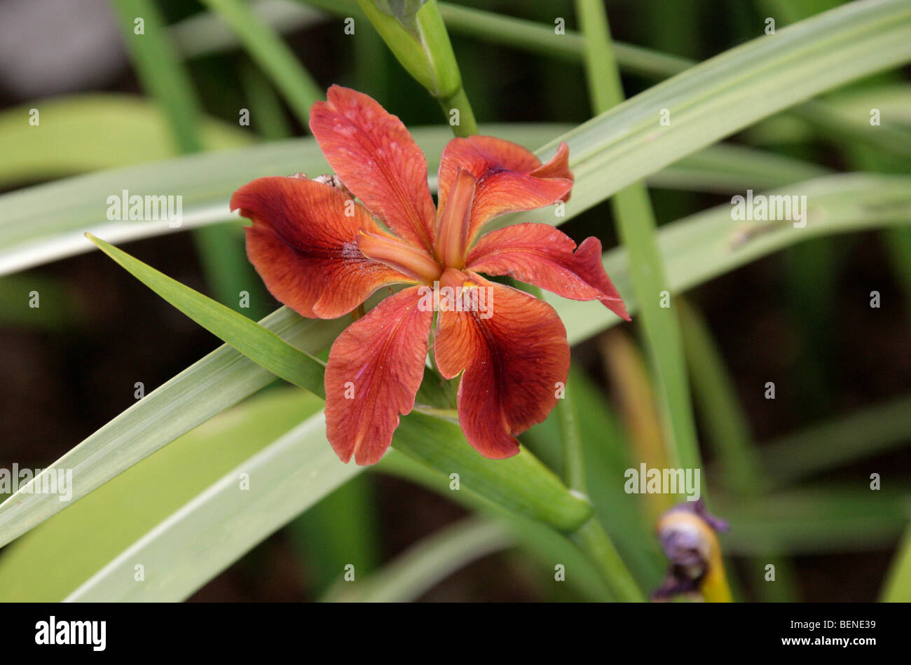 Kupfer, Iris oder rote Iris, Iris Fulva, Iridaceae, Missouri, USA, Nordamerika in der freien Wildbahn wegen Lebensraumverlust selten geworden. Stockfoto