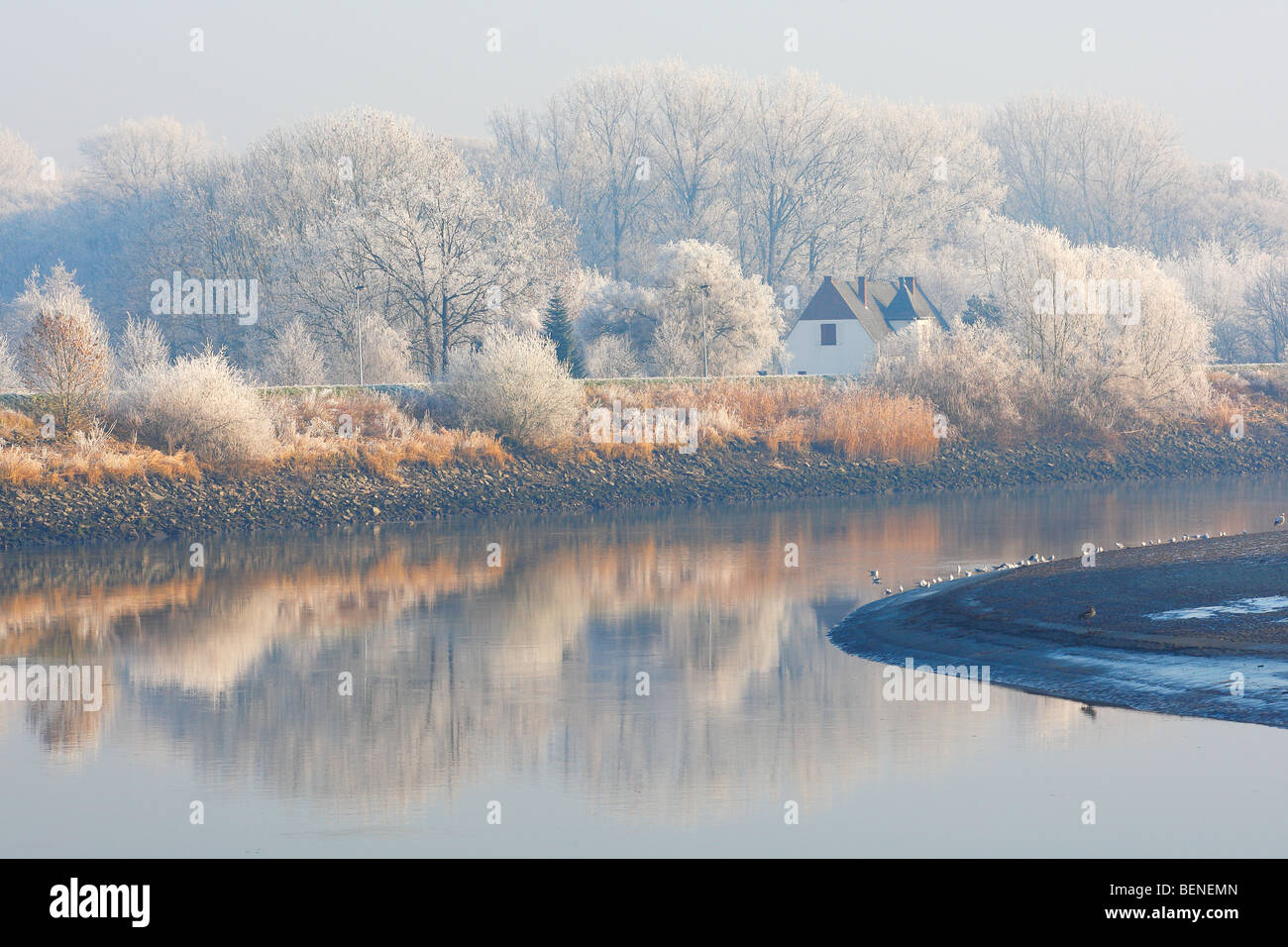 Reflexion von Schnee bedeckt, Bäumen und Schilf Fransen entlang Fluss Schelde, Belgien Stockfoto