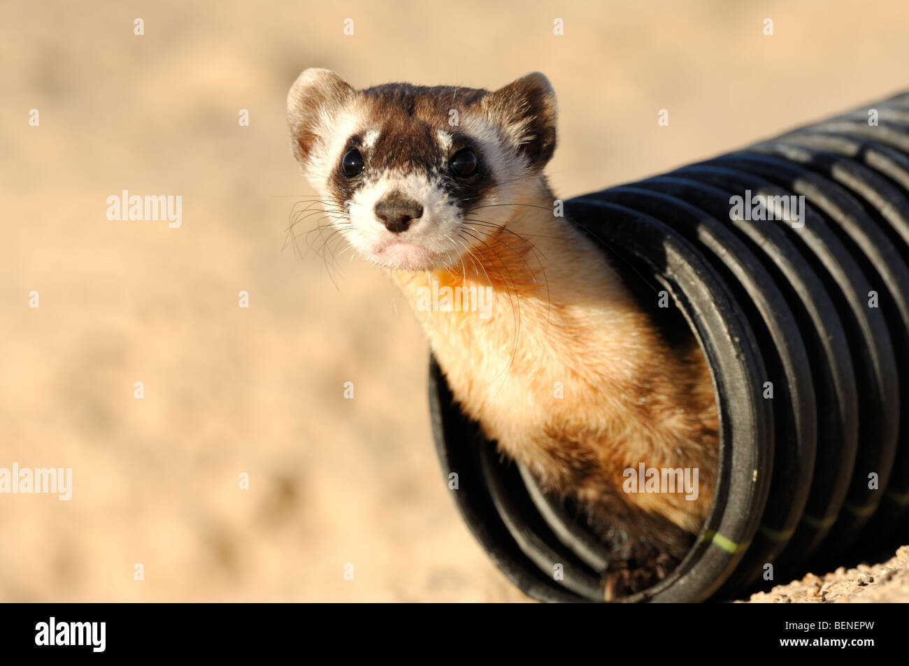 Stock Foto von ein schwarz – füßiges Frettchen sitzen in einem Figurenkanon Rohr, das verwendet wird, um Verkehr zu helfen die Tiere für den Wiedereingliederungen. Stockfoto