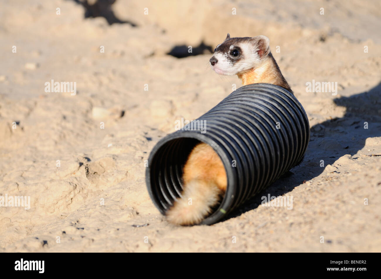 Stock Foto von ein schwarz – füßiges Frettchen sitzen in einem Figurenkanon Rohr, das verwendet wird, um Verkehr zu helfen die Tiere für den Wiedereingliederungen. Stockfoto