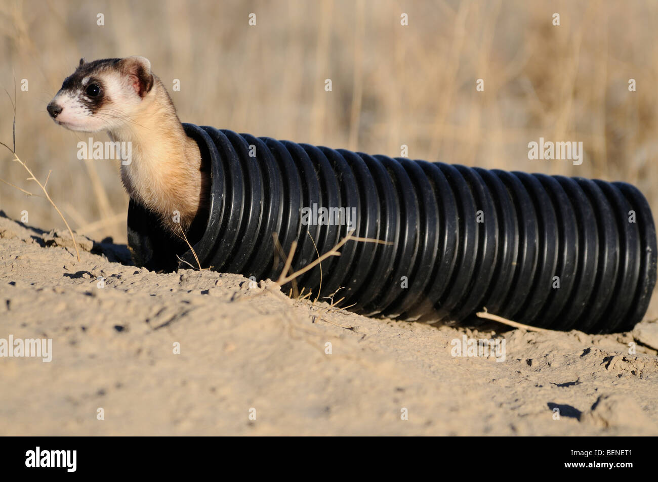 Stock Foto von ein schwarz – füßiges Frettchen sitzen in einem Figurenkanon Rohr, das verwendet wird, um Verkehr zu helfen die Tiere für den Wiedereingliederungen. Stockfoto