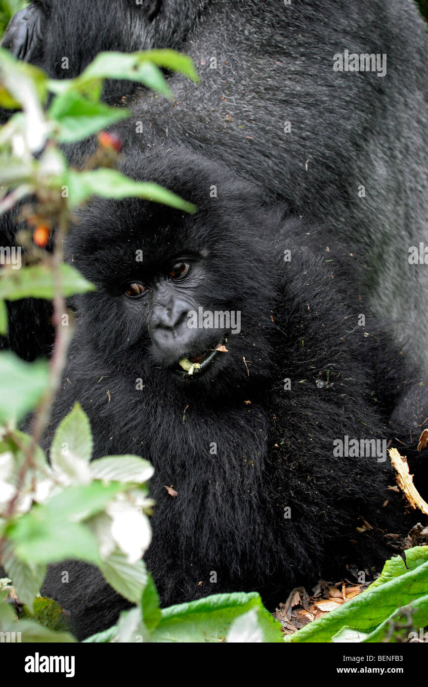 Berggorillas (Gorilla Gorilla Beringei), Mitglied der Susa Gruppe, Parc National des Vulkane, Ruanda, Zentralafrika Stockfoto