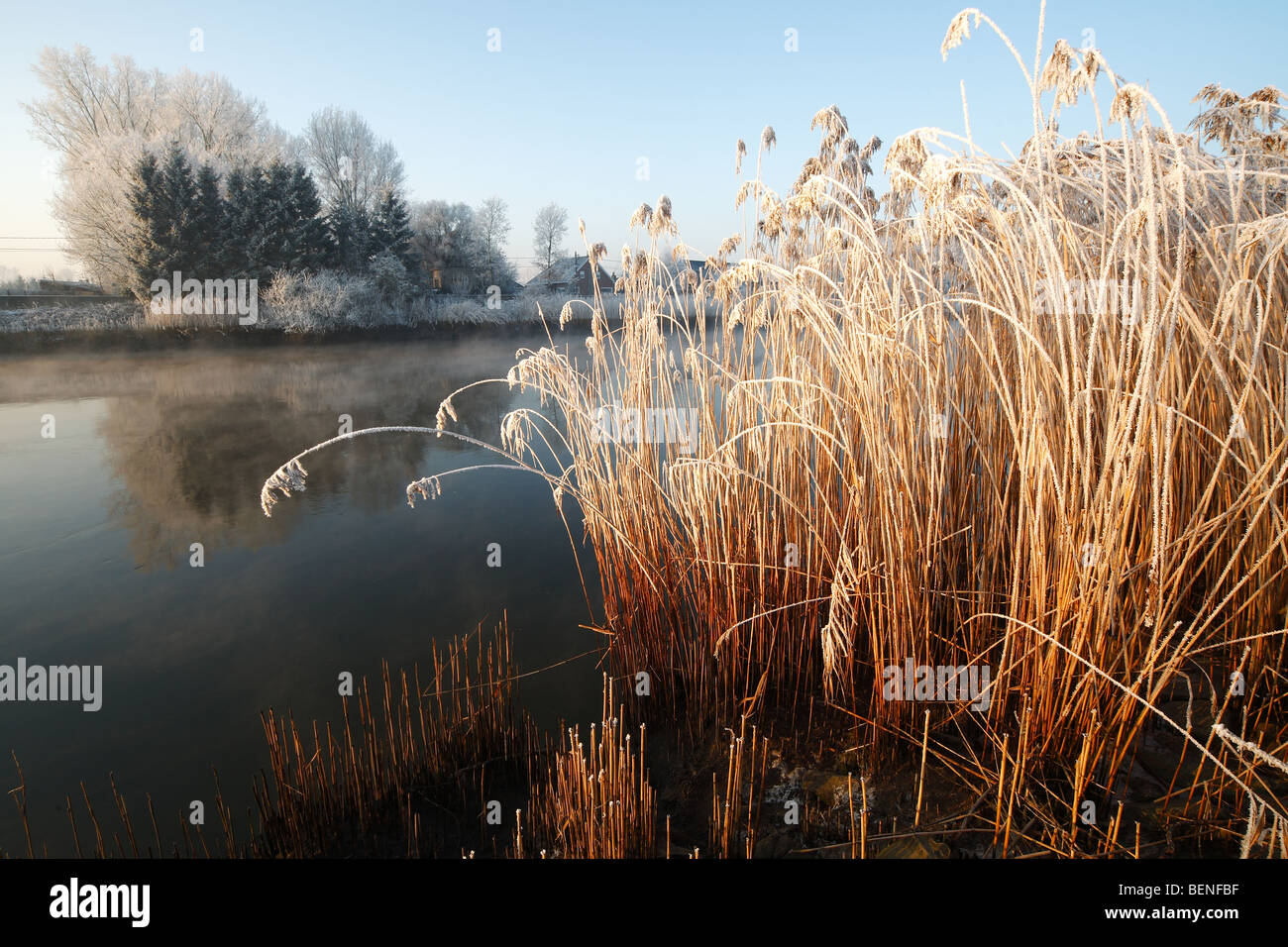 Eis bedeckt Reed Fransen (Praghmites Australis) entlang der Schelde im Winter, Belgien Stockfoto