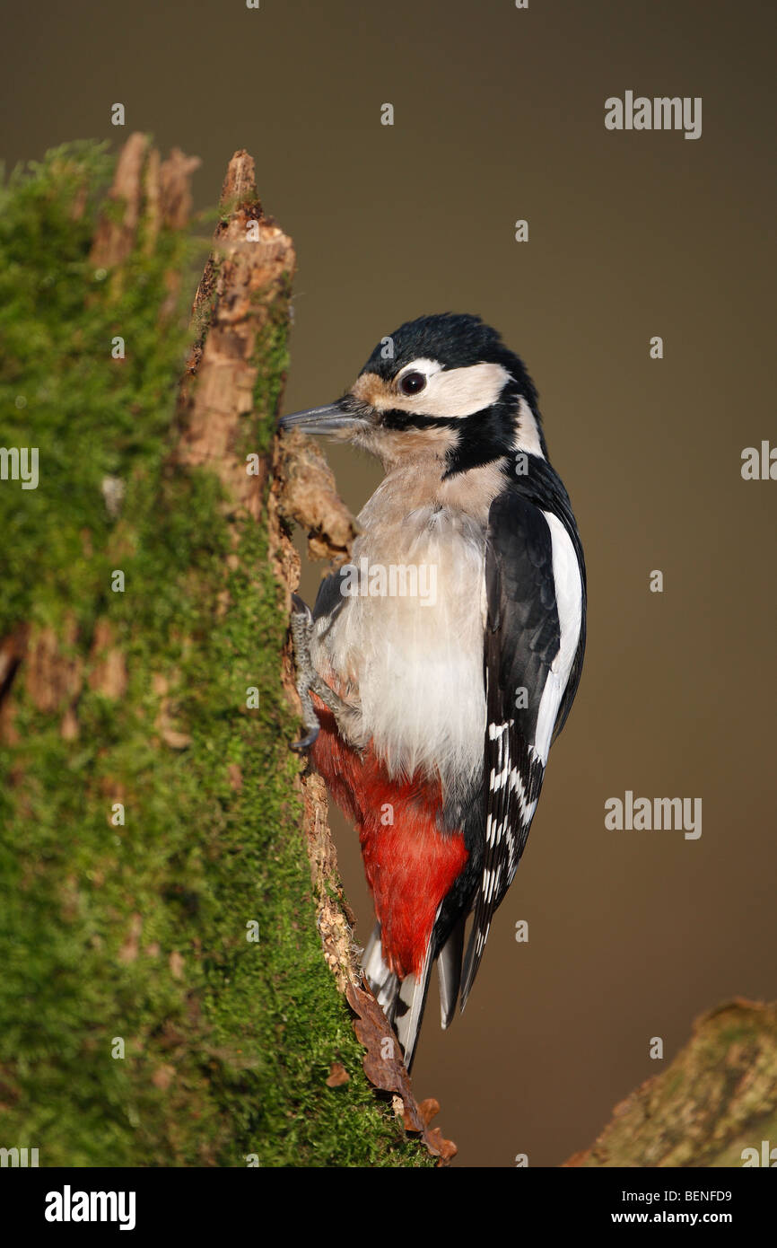 Größere gefleckte Specht (Dendrocopos Major) Hämmern auf Baumstamm, Belgien Stockfoto