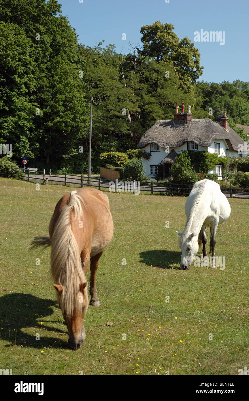 New Forest Ponys grasen am Schwan grün, Lyndhurst, Hampshire, England, UK Stockfoto