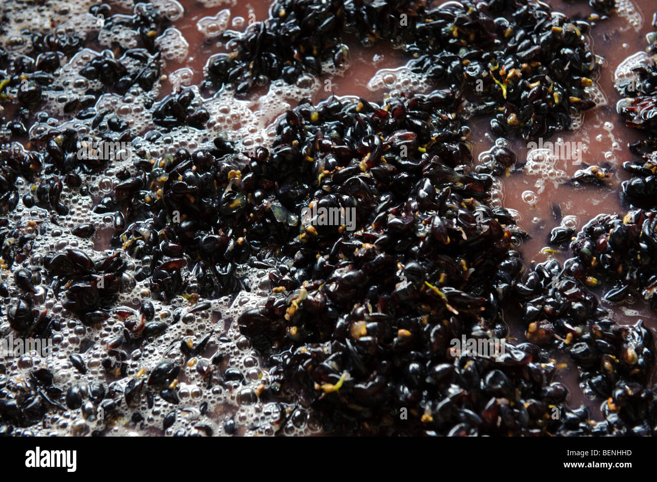 Die Trauben für die Weinherstellung, Chateau Mercian Katsunuma, Yamanashi-Präfektur, Japan, 12. Oktober 2009. Stockfoto