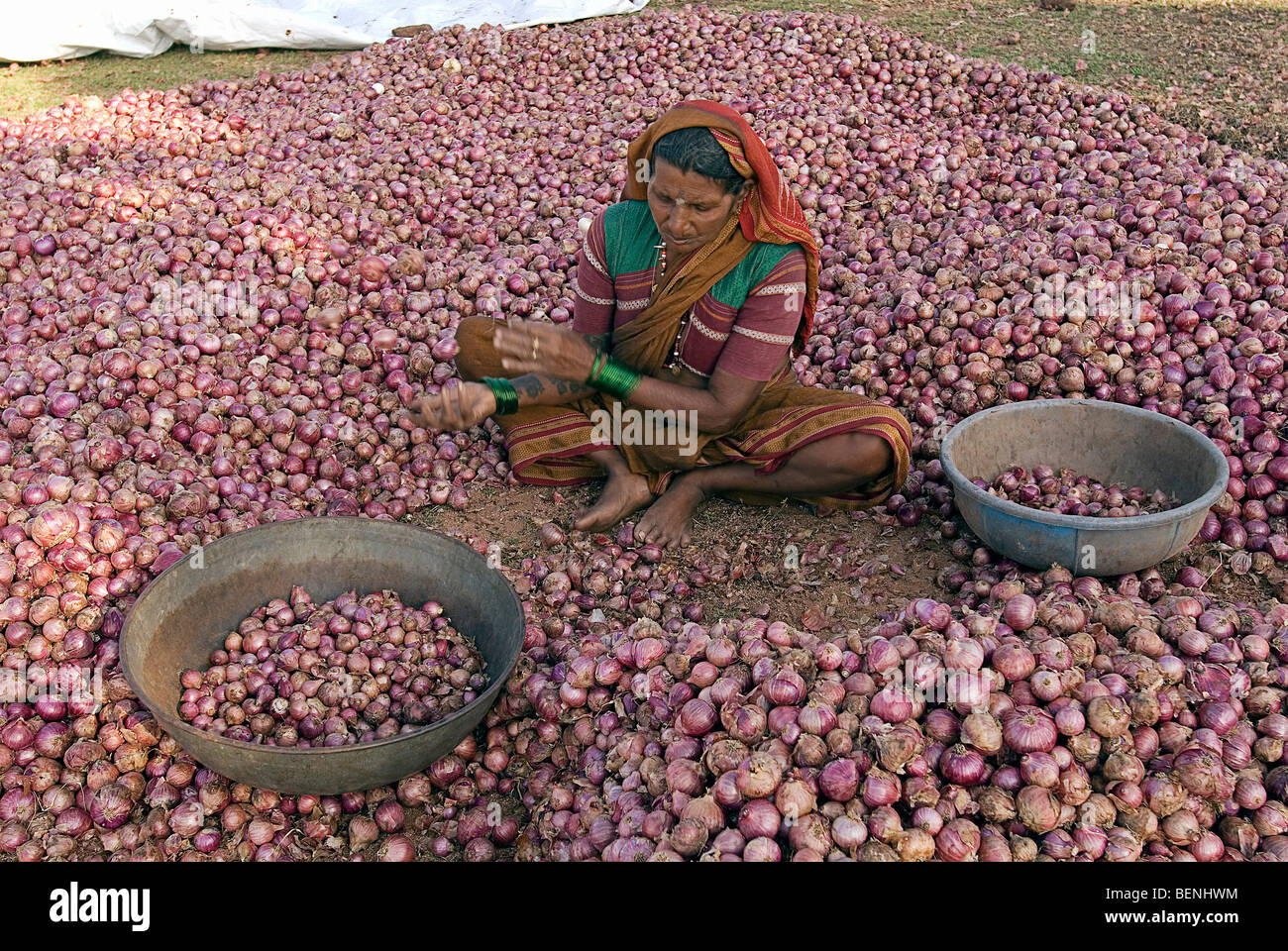 Eine Frau, die Verschneidung Zwiebeln geerntet aus den Bereichen Pattadakal Karnataka Indien Stockfoto