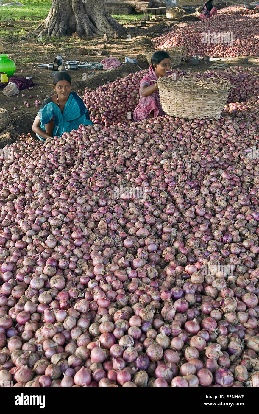 Frauen, die Verschneidung Zwiebeln geerntet aus den Bereichen Pattadakal Karnataka Indien Stockfoto