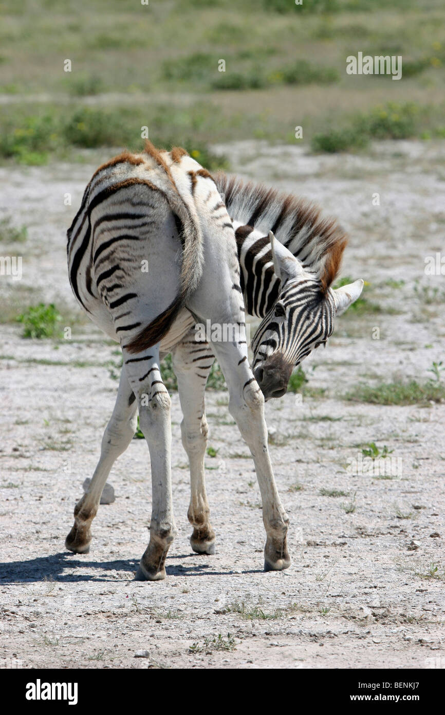 Burchell Zebra (Equus Quagga Burchellii), Etosha Nationalpark, Namibia, Südafrika Stockfoto