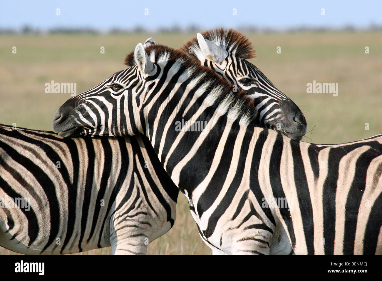 Gegenseitige Fellpflege von zwei Burchell-Zebras (Equus Quagga Burchellii), Etosha Nationalpark, Namibia, Südafrika Stockfoto