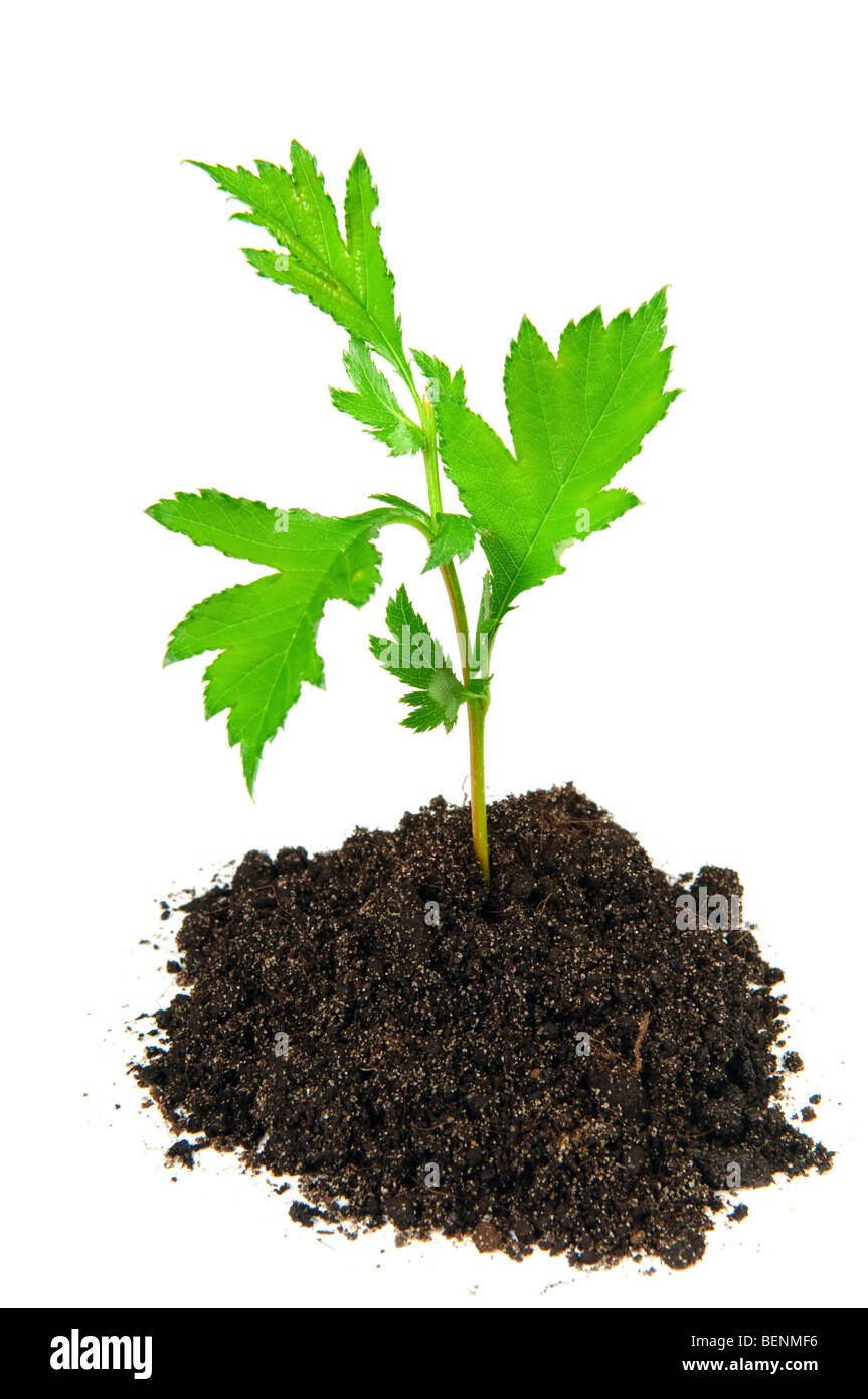 Babypflanze im Boden auf weißem Hintergrund Stockfoto