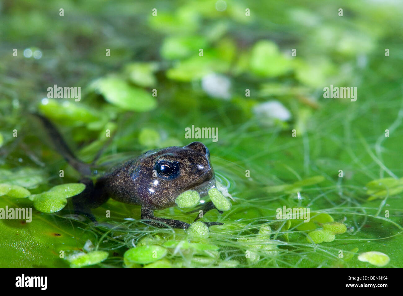 Gemeinsamen Frosch (Rana Temporaria) Froglet mit Gliedmaßen gut ausgebaut aber Rute nicht begonnen, um resorbiert werden verlässt das Wasser Stockfoto