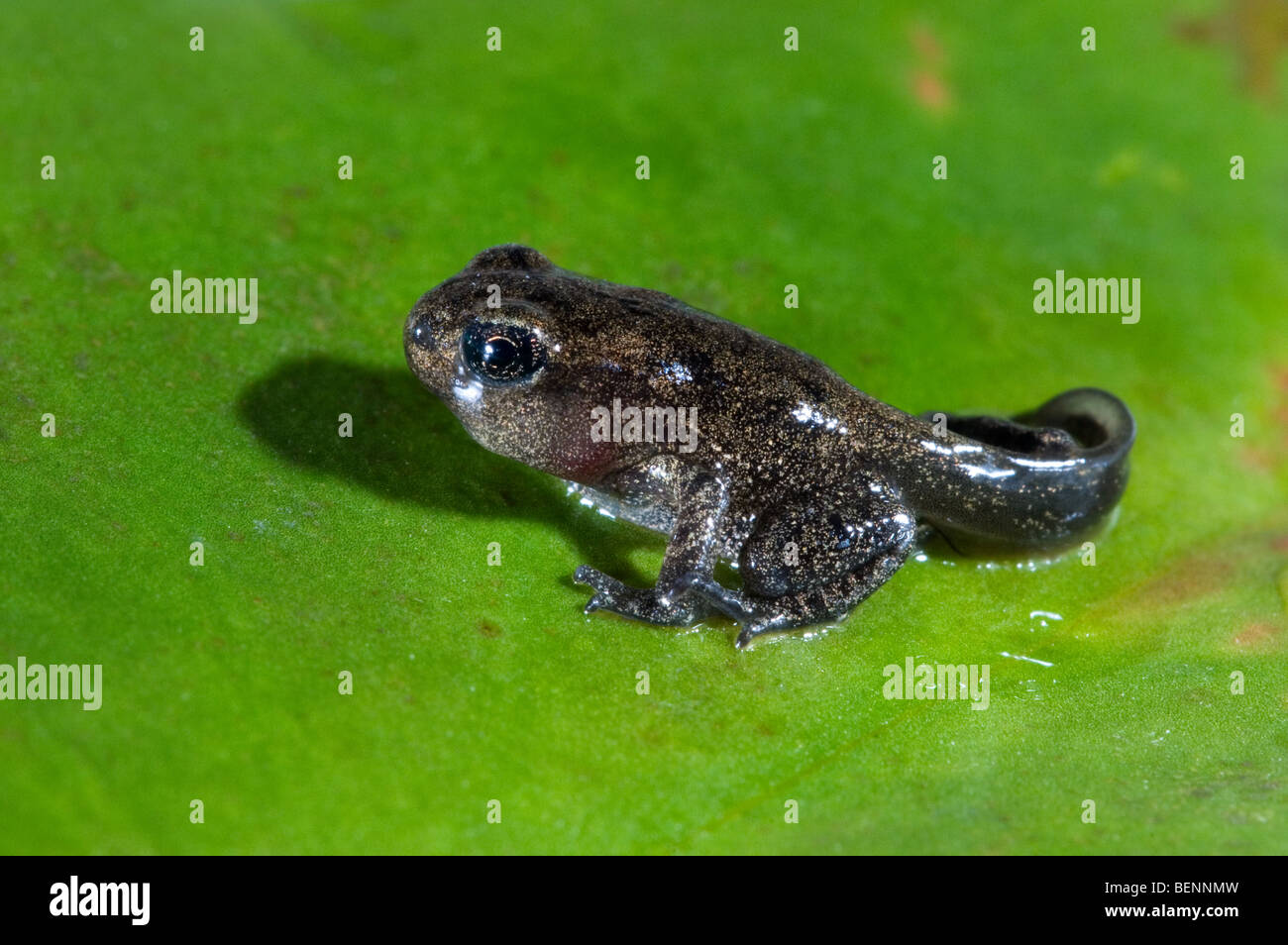 Gemeinsamen Frosch (Rana Temporaria) Froglet mit Gliedmaßen gut ausgebaut aber Rute nicht begonnen, um resorbiert werden verlässt das Wasser Stockfoto