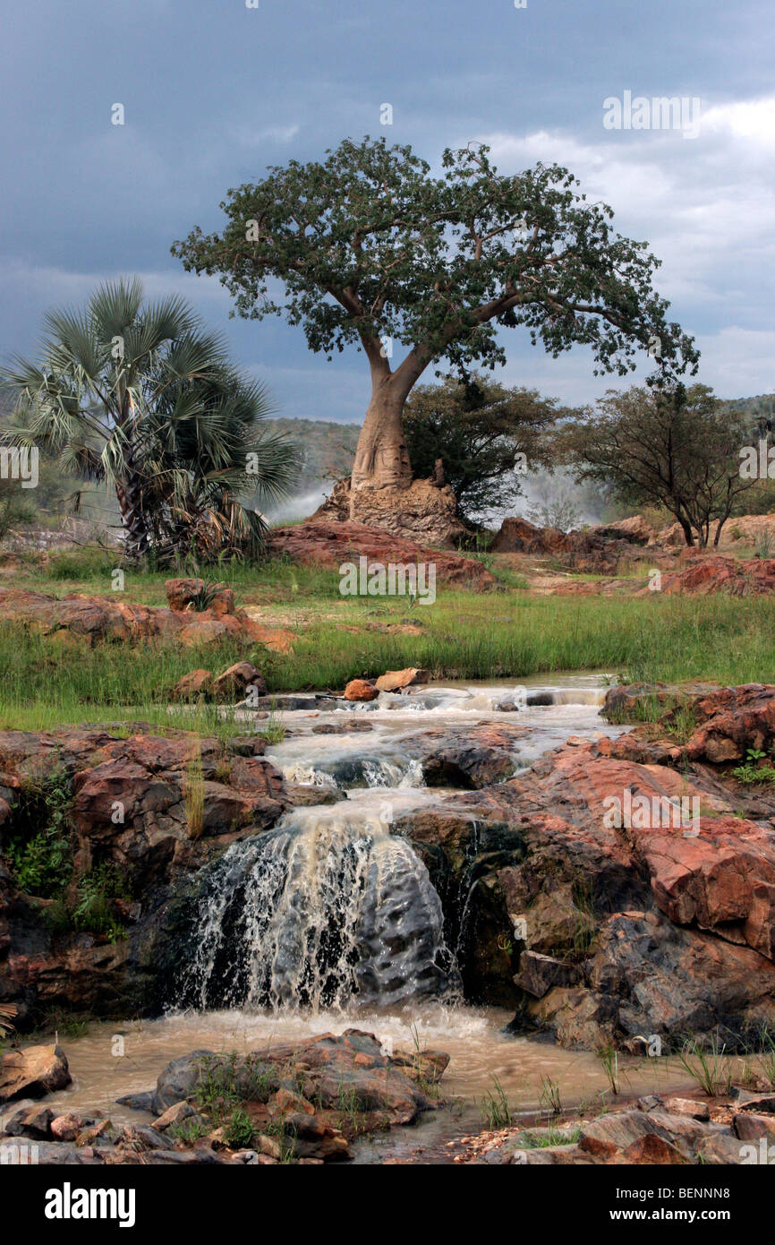 Palmen Sie und Baobab-Baum (Affenbrotbäume Digitata) Kunene Fluss bei Epupa Wasserfälle, Kaokoveld, Namibia, Südafrika Stockfoto