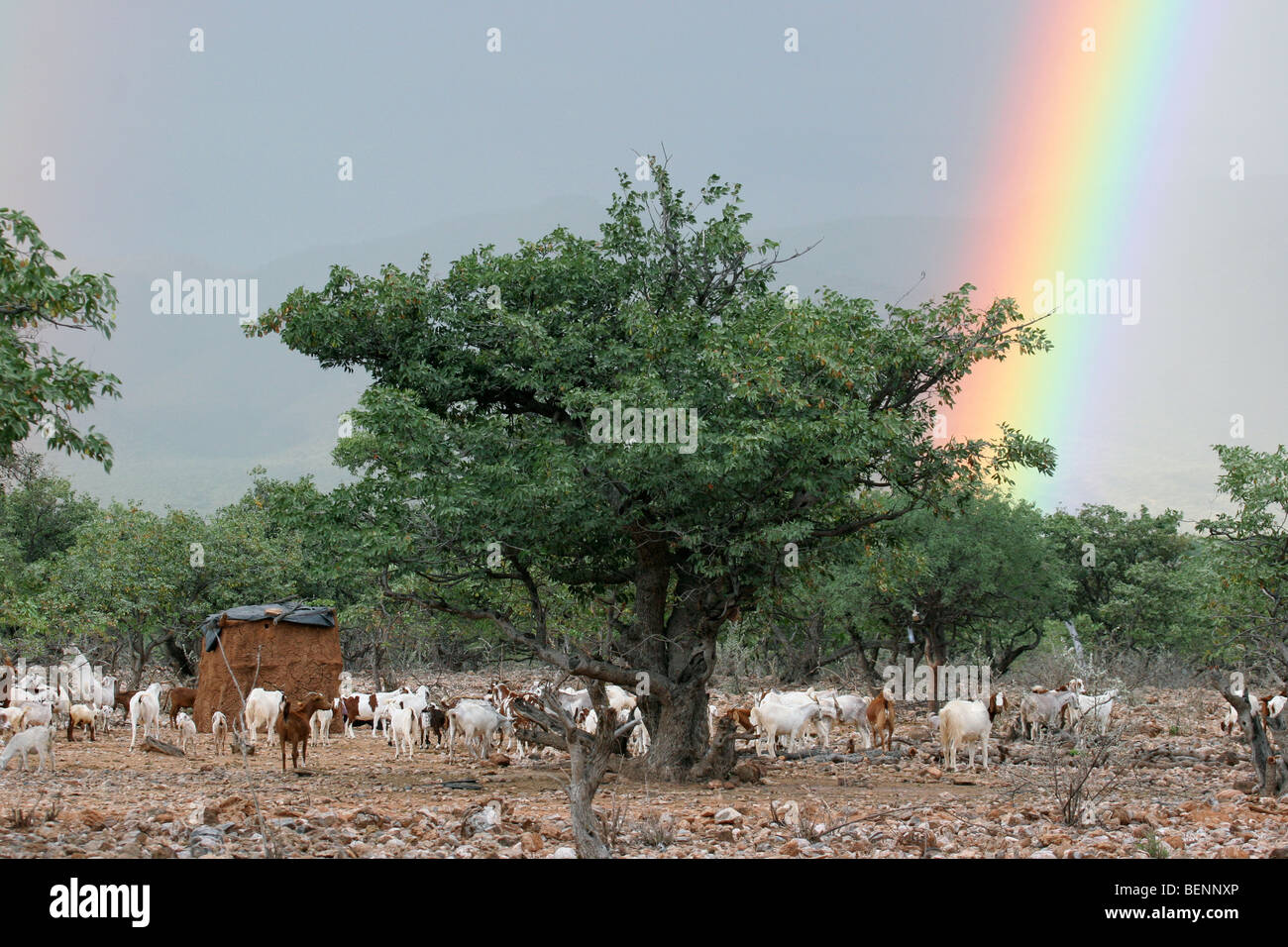 Ziegen und Regenbogen in Namibia, Südafrika Stockfoto