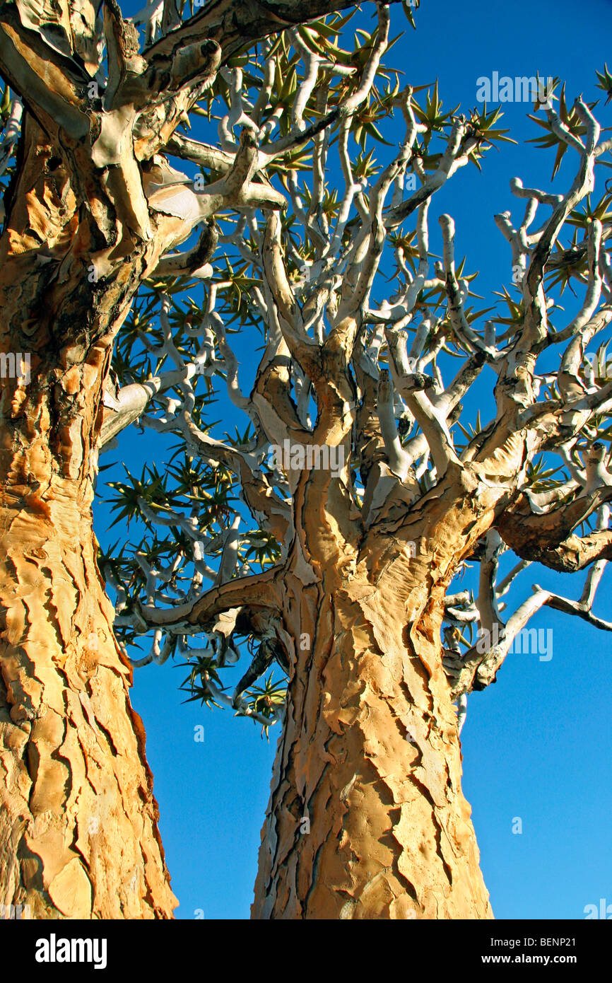 Köcher Baum (Aloe Dichotoma) Kokerboom Wald, Keetmanshoop, Namibia, Südafrika Stockfoto