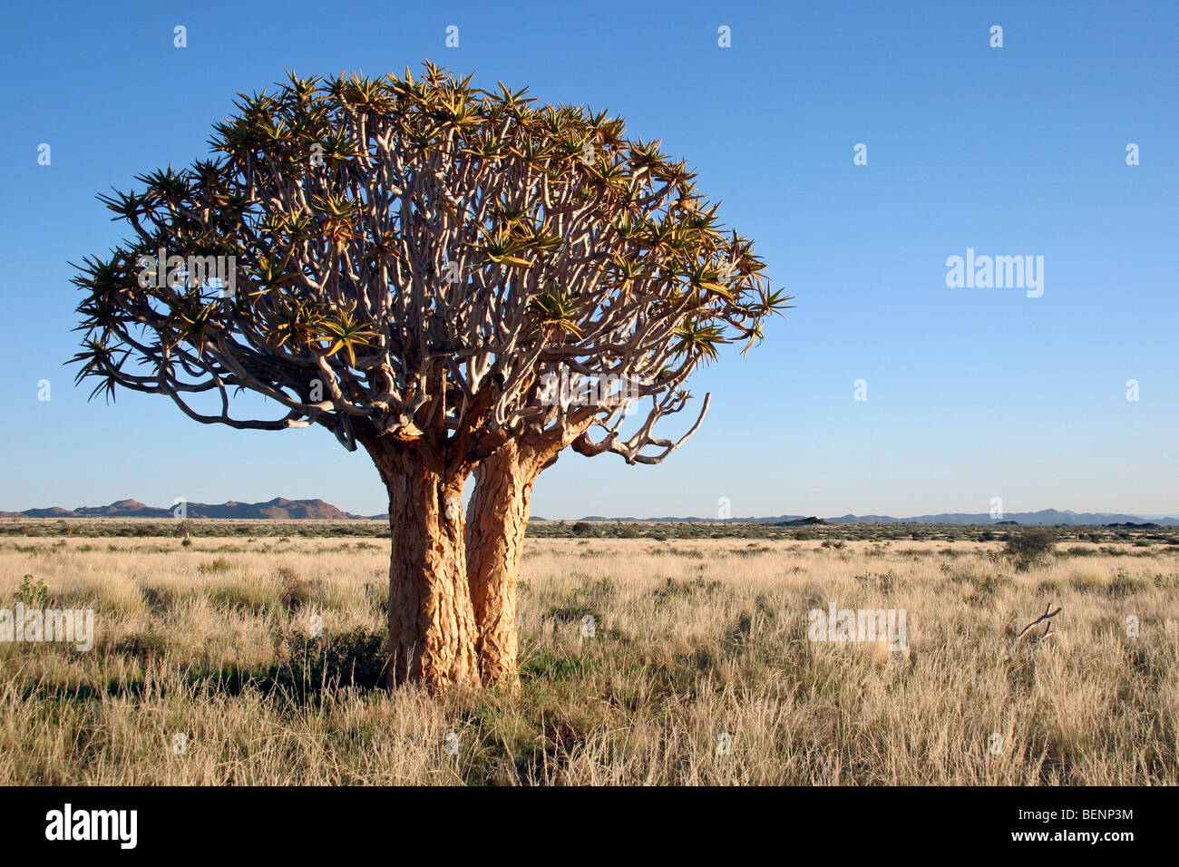 Einsame Köcherbaum / Kokerboom (Aloe Dichotoma) im offenen Grasland, Namibia, Südafrika Stockfoto