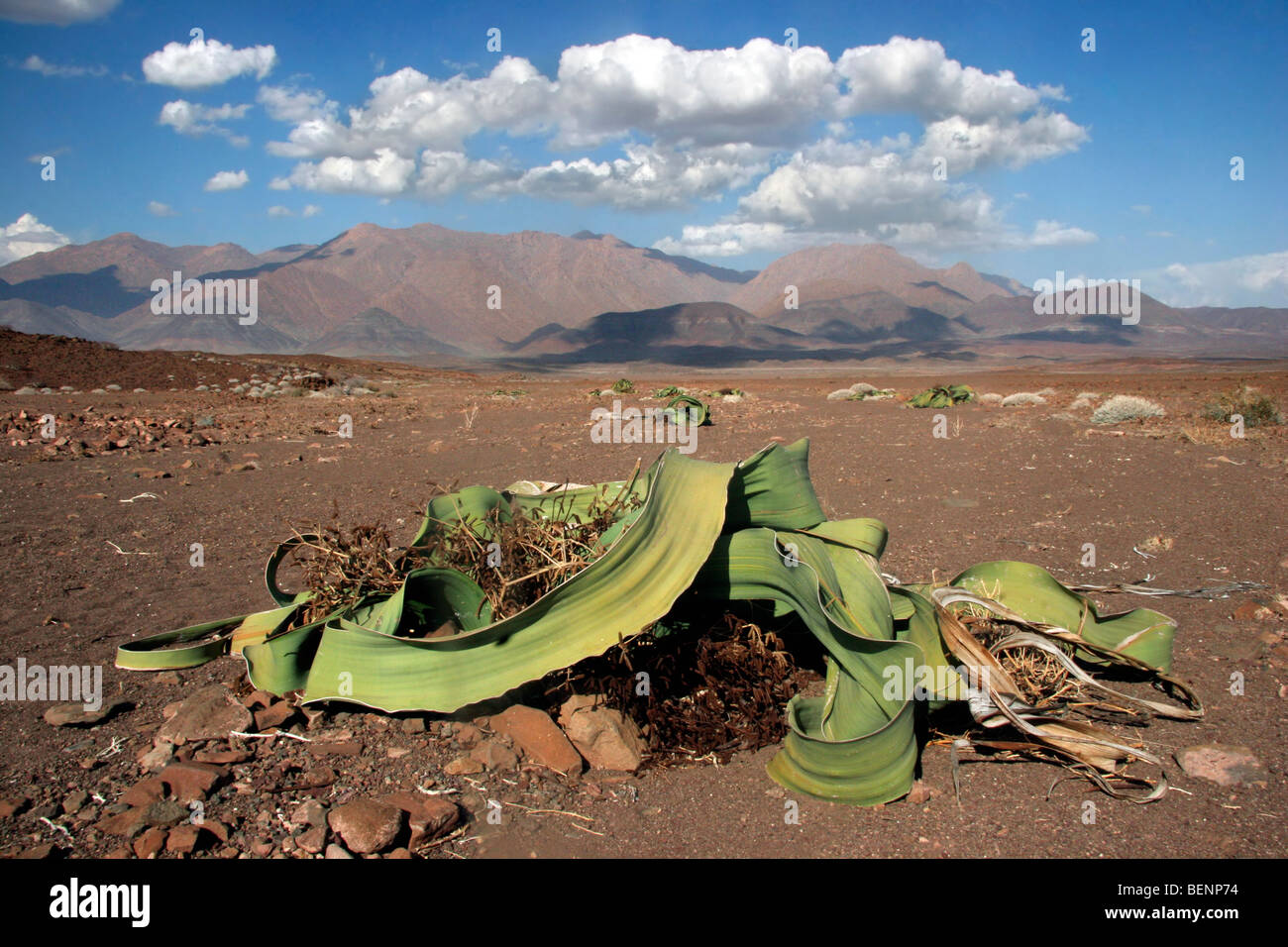 Welwitschia Pflanze (Welwitschia Mirabilis) in der Namib-Wüste am Brandberg, Namibia, Südafrika Stockfoto